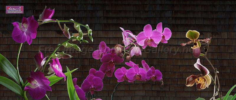 orchid_compose1_xl preview.jpg